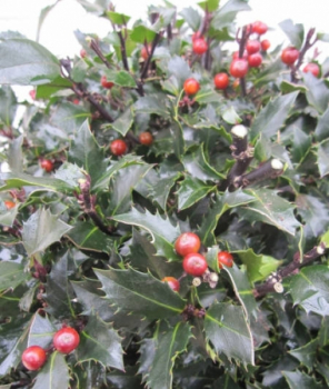 Preview: Ilex meserveae Winterjuwel Kugel 2